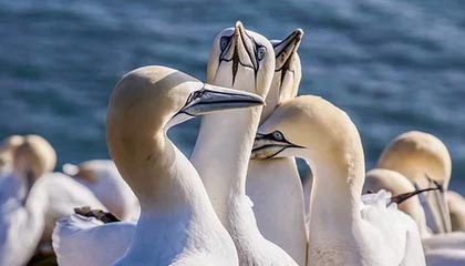 开云全站-EDG模拟赛实时广播系统启用，开放赛事内容共享，edg比赛语音