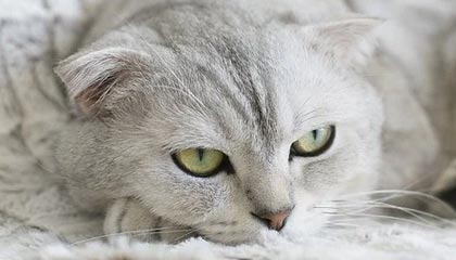 开云体育视频直播-新疆男篮引进新外援提升锋线火力，新疆男篮的外援新情况