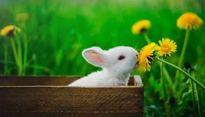 开云全站-EDG模拟赛实时广播系统启用，开放赛事内容共享，edg比赛语音