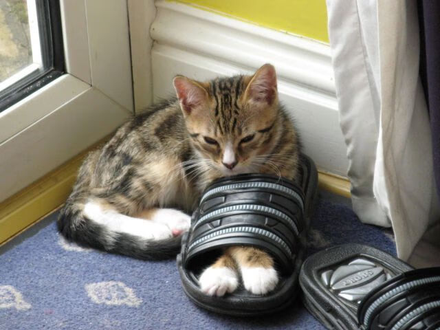 开云·Kaiyun网页版-QQ飞车极速挑战赛感官盛宴，速度与激情完美结合，qq飞车极速赛车