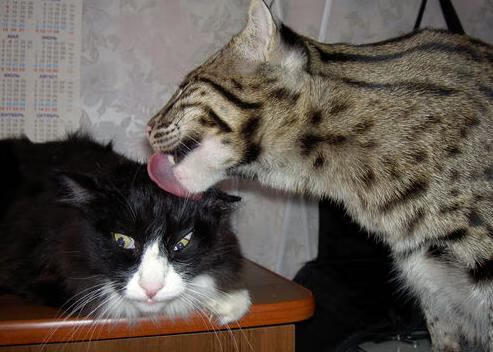 QQ飞车极速飙车大赛，载入史册的速度之夜，极速飙凉,飞车一夏