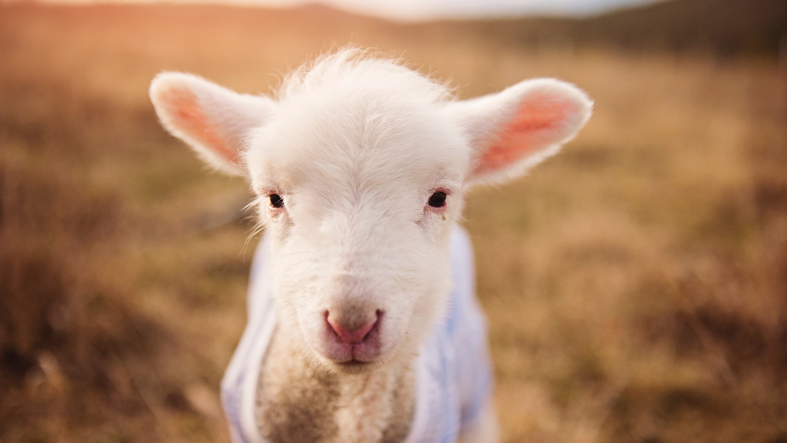 全国青少年“体育+科技”融合创新基地在广州正式建成，推动青训变革