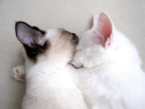 经典战役回放：十年前的那场决战依然令人热血沸腾，播放十年战争