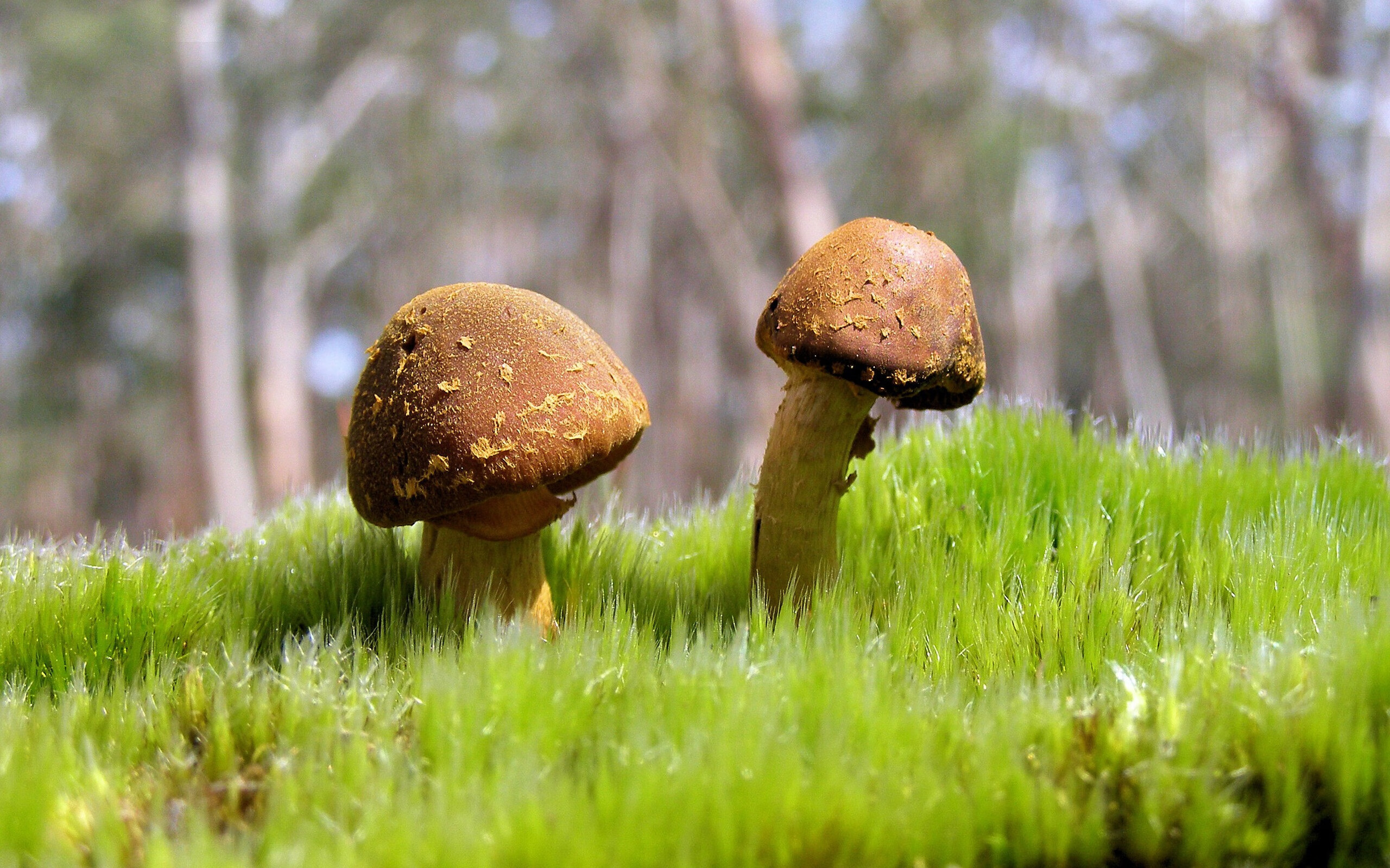 阿根廷2-0战胜日本,小组赛全胜,阿根廷队赢了