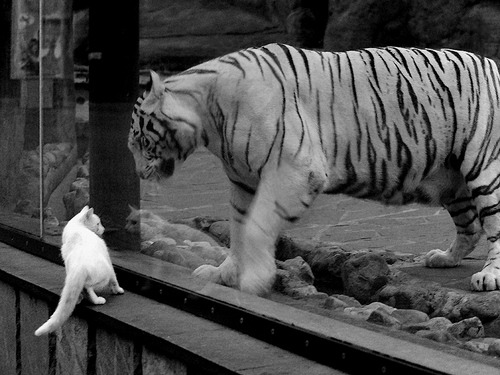 开云入口-阿根廷3比1逆转法国，挺进四强，阿根廷对法国战绩