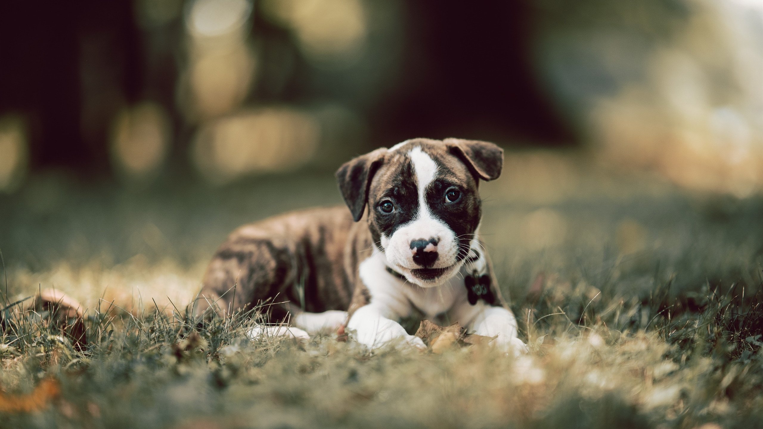 中超联赛重庆当代宣布换帅，重庆中超球队球员名单