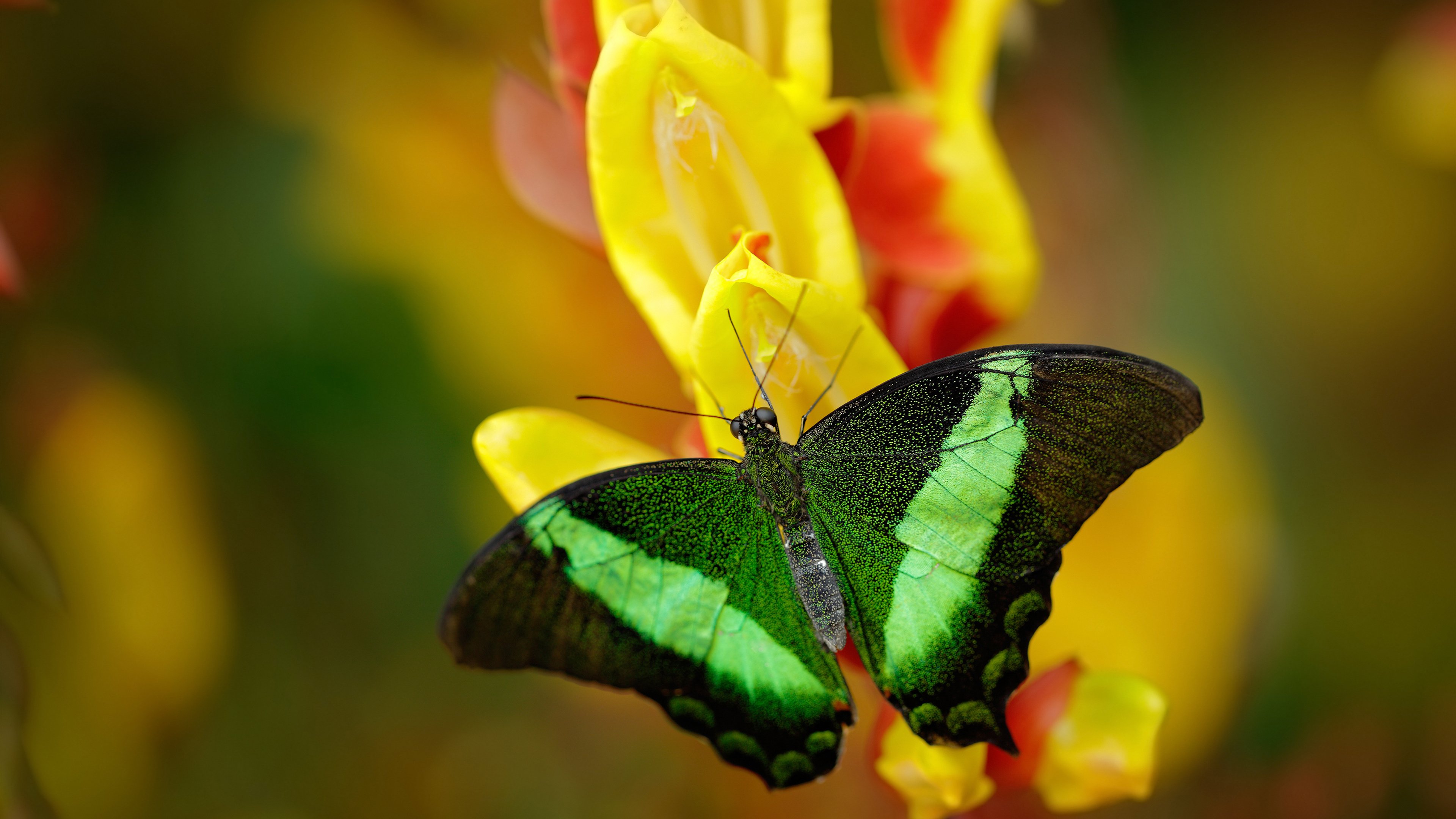 开云体育APP下载-全北现代备战亚冠淘汰赛，全北现代赛事速报微博