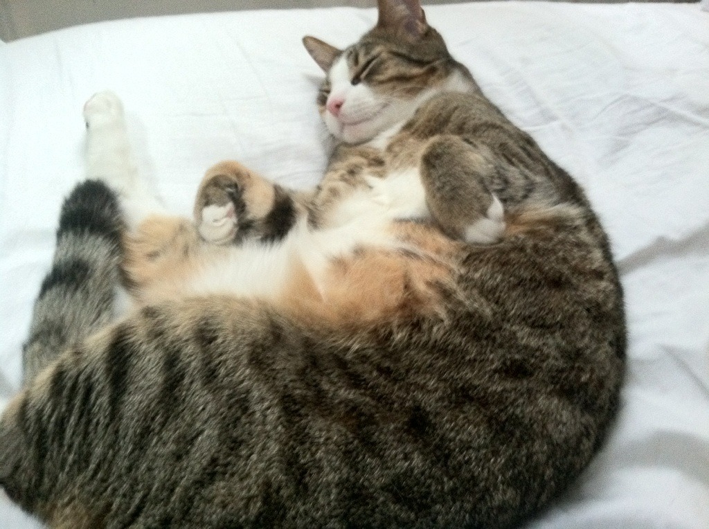 布里斯托城传控娴熟,海港之队渴望连胜,布里斯托是海边城市吗