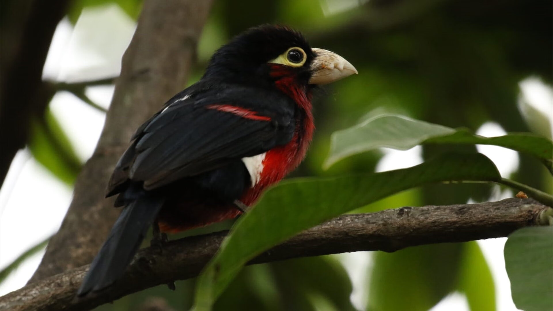 意甲卫冕冠军调整战术谋求突破，致胜关键，意甲冠军统计