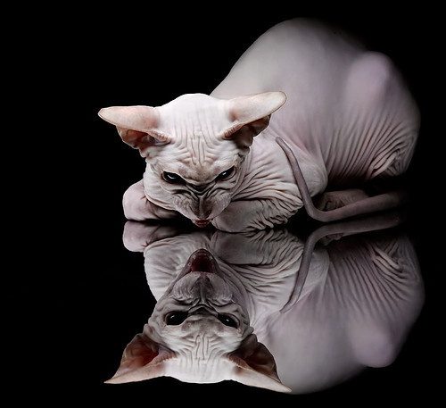 莱比锡红牛战平对手,保持不败纪录,莱比锡红牛原来叫什么名