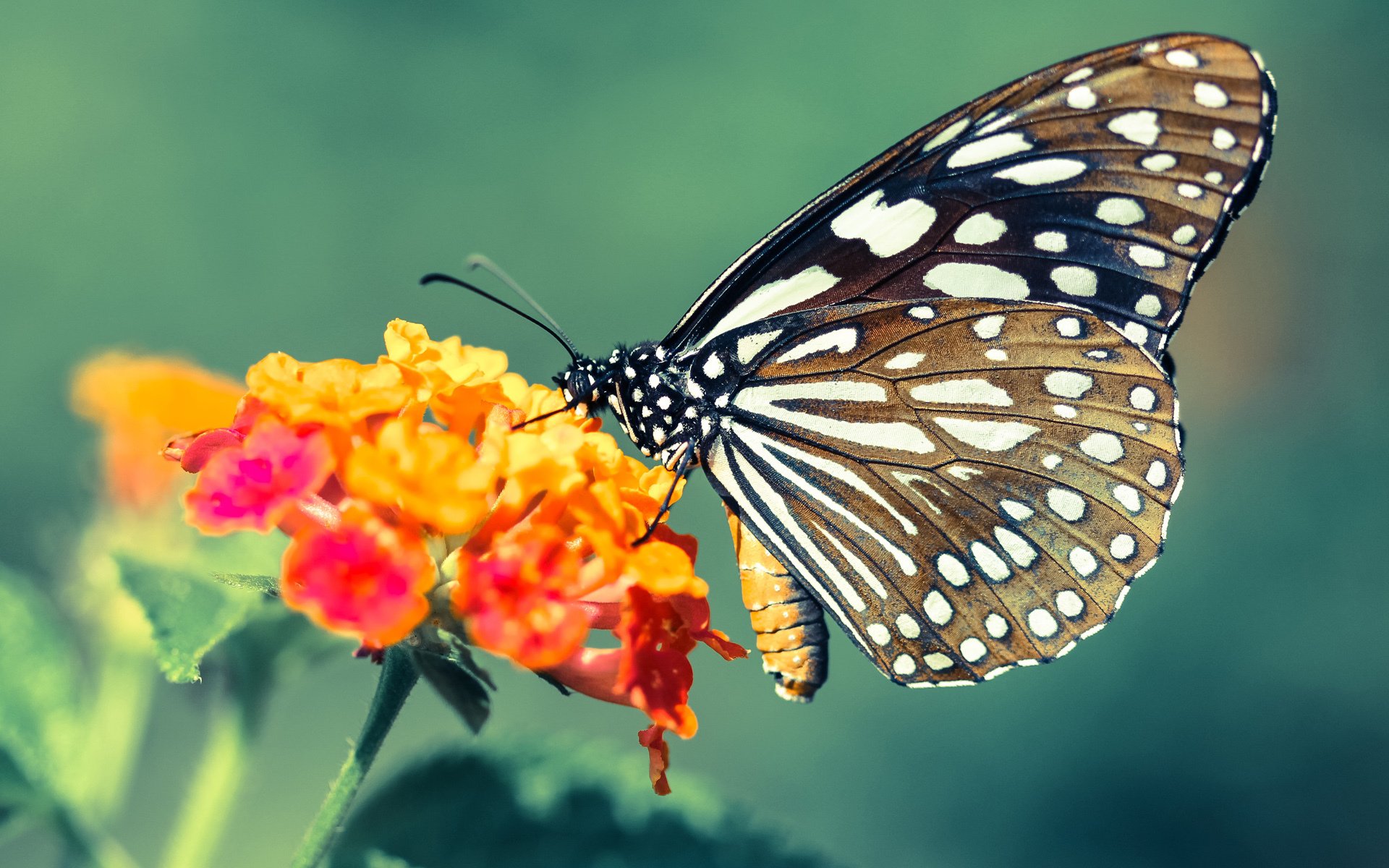 2024年印度队表现:勇于迎战,逐步成长为世界级队伍,二零二一年印度