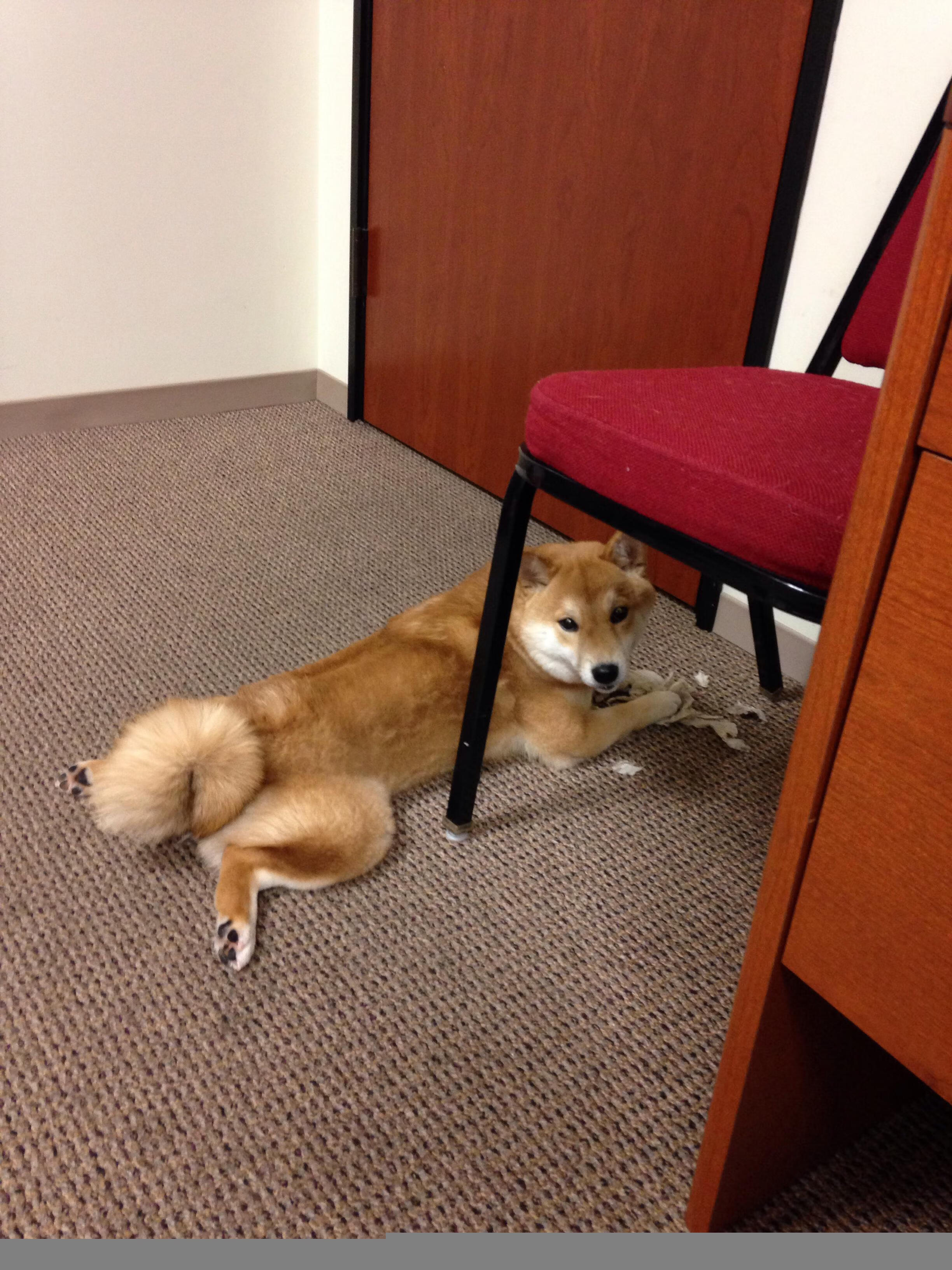 “新加坡泳池见证泳坛巨星！2025世界游泳锦标赛激烈开赛”