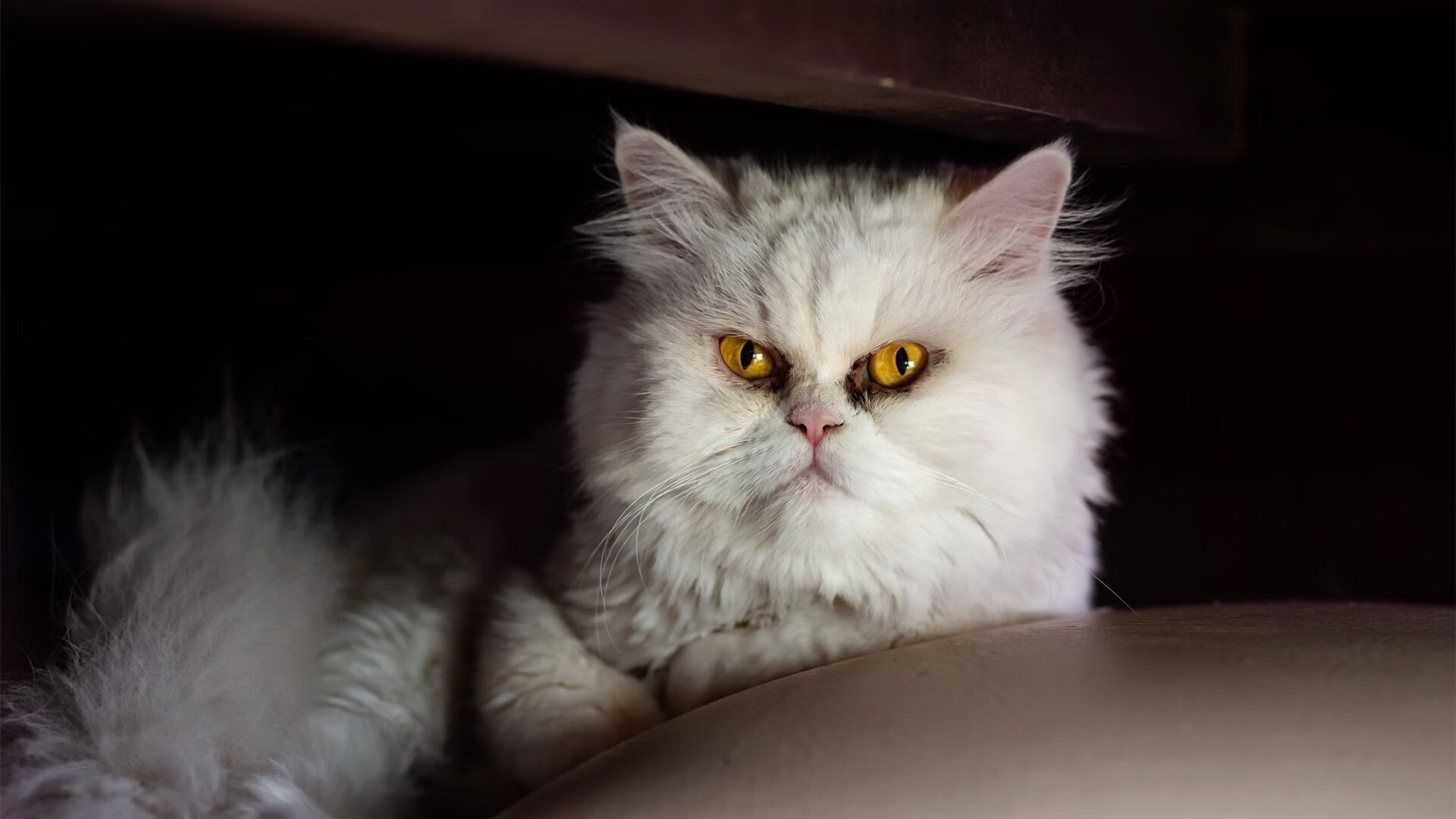 世界登山大会召开 探讨高海拔极限挑战,国际登山比赛