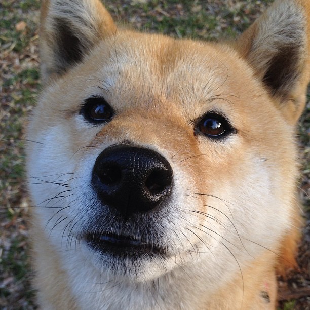 亚洲杯中国足球夺冠 球迷激情洋溢，中国 亚洲杯 足球