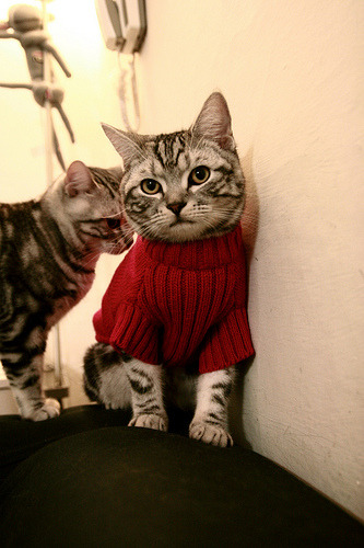 开云·体育官方网站入口-体育新闻中心发布体育主题融媒体叙事方式研究报告，全体育媒体