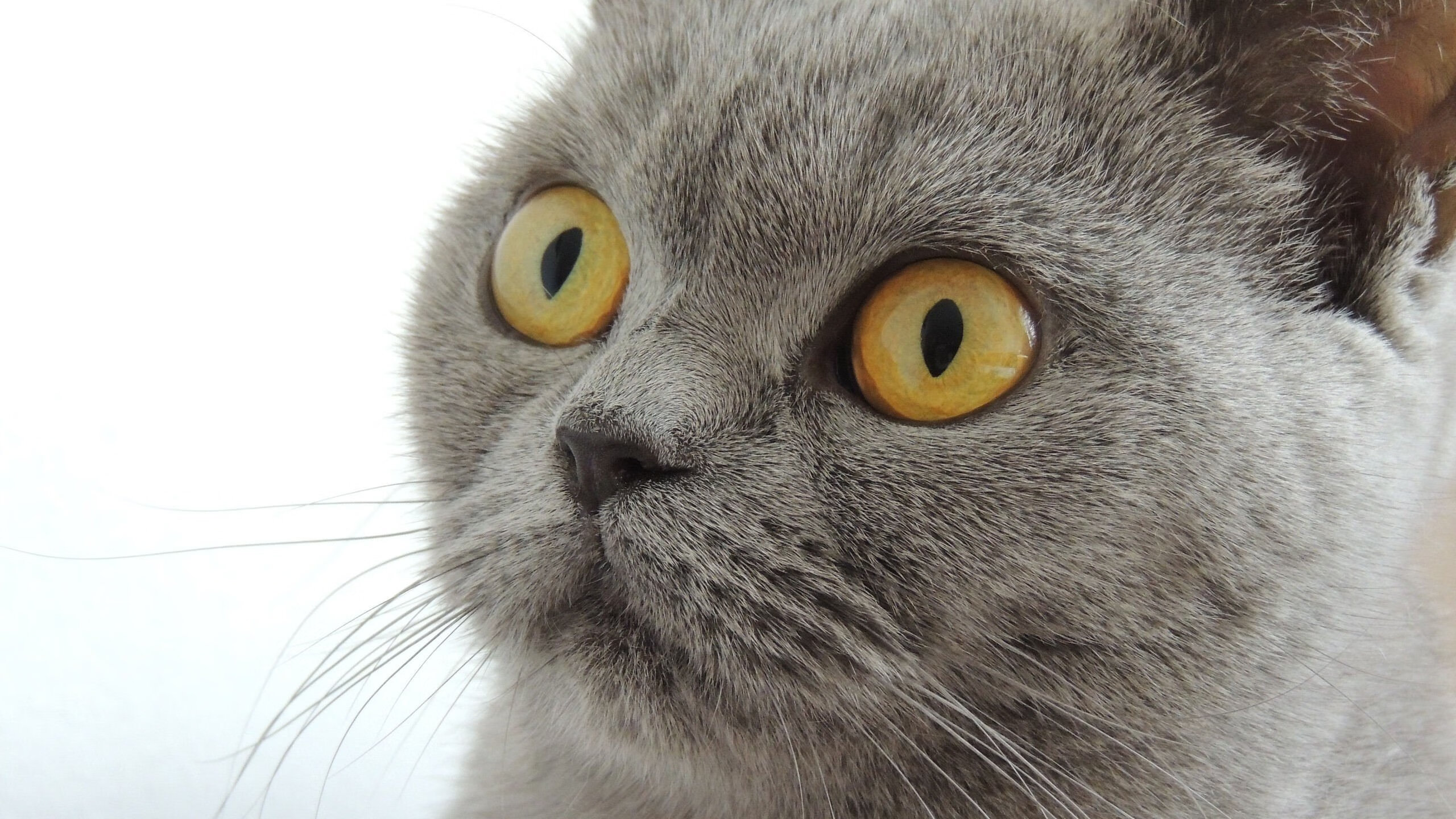 国家队出战亚冠联赛 平局结局令人意外，国家队亚锦赛