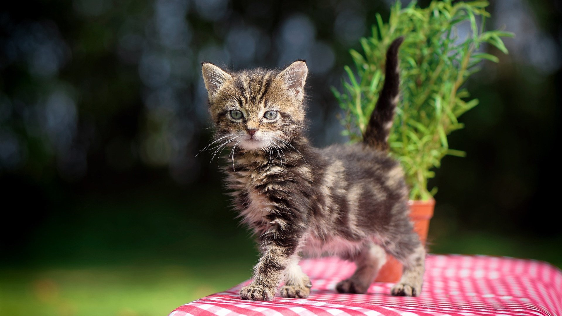 Kaiyun官方登录入口-赛场回顾：澳大利亚队在国际乒联混合团体世界杯的表现评析，国际乒联世界巡回赛澳大利亚公开赛