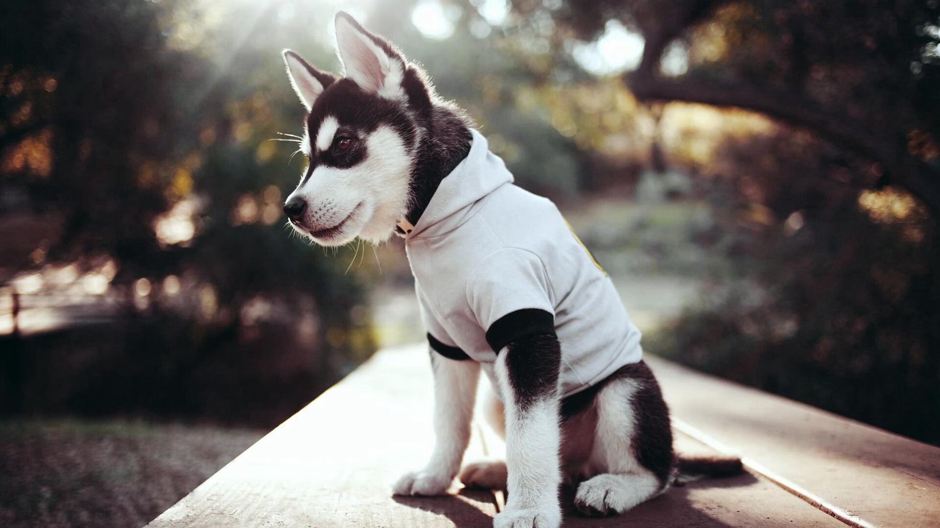 开云APP-美国队接力发挥稳定赢得国际赞誉，美国队接力发挥稳定赢得国际赞誉的是谁