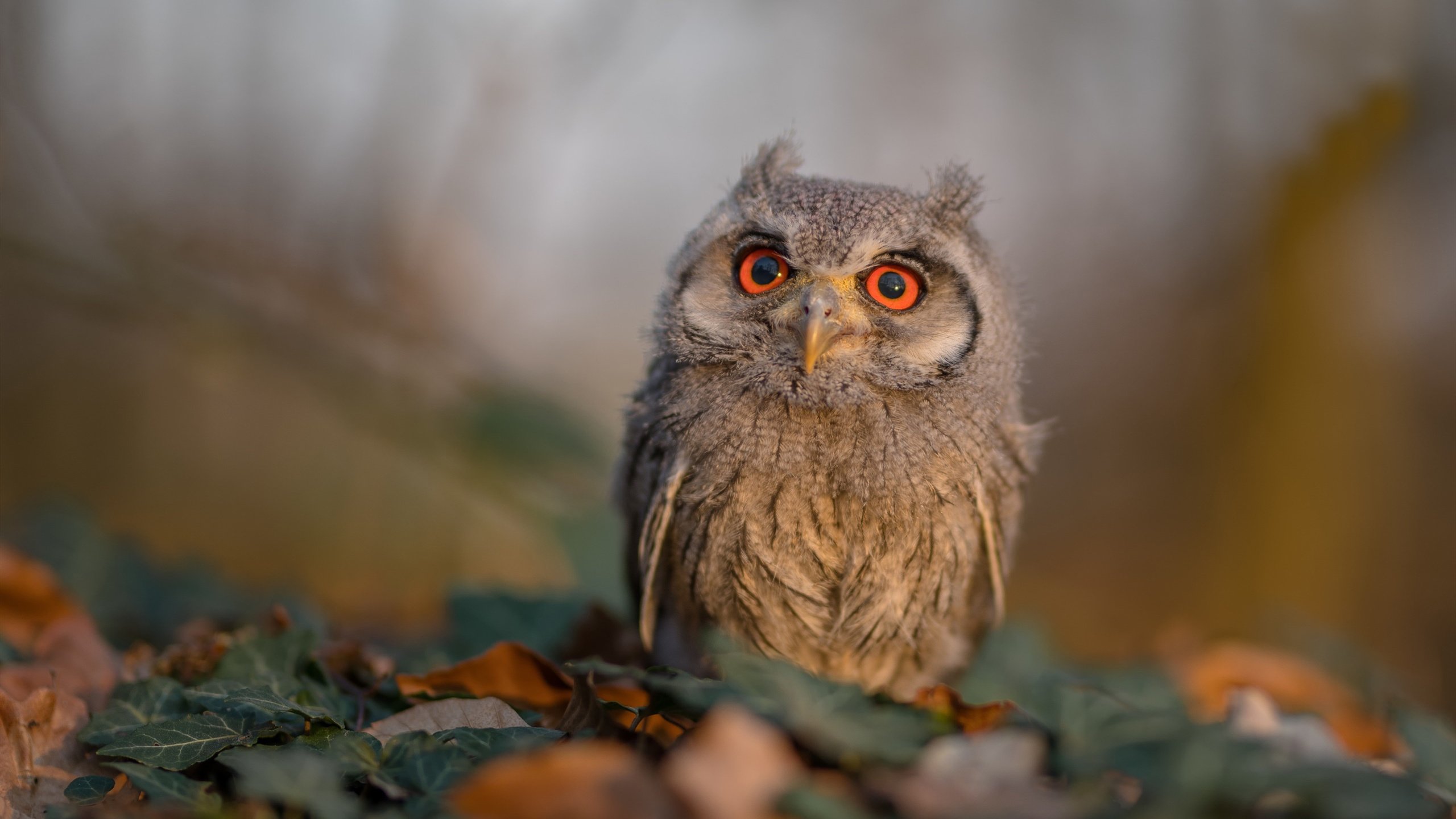 Kaiyun官方登录入口-西甲荣耀之战：细节之处彰显技艺精湛